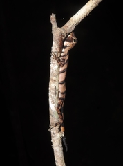 Anolis transversalis