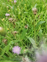 Helophilus continuus