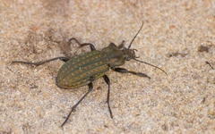 Carabus clatratus
