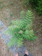 Ailanthus altissima