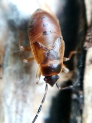 Plagiognathus arbustorum