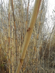 Arundo donax