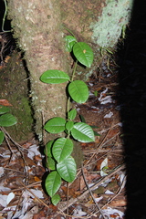 Elytropus chilensis