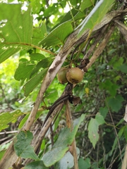 Actinidia chinensis