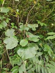 Actinidia chinensis