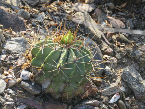 Parrycactus echidne