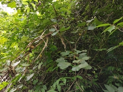 Actinidia chinensis