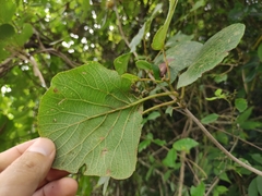 Actinidia chinensis