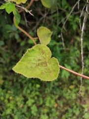 Actinidia chinensis