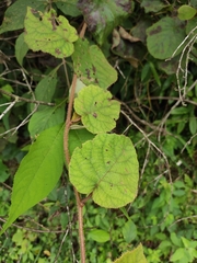Actinidia chinensis