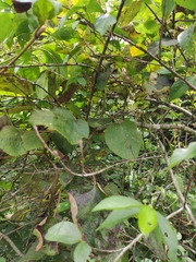 Actinidia chinensis