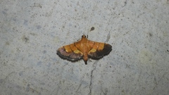 Syngamia latimarginalis