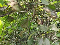 Actinidia chinensis