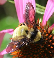 Bombus pensylvanicus image