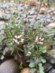 Cardamine hirsuta