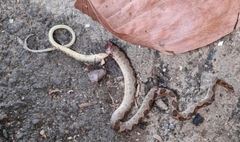 Leptodeira ashmeadii