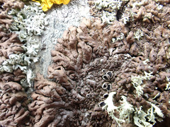 Anaptychia runcinata
