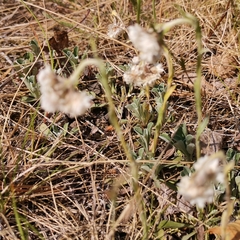 Antennaria dioica