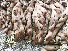 Anaptychia runcinata