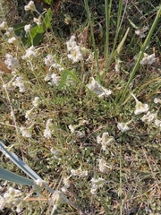 Antennaria dioica