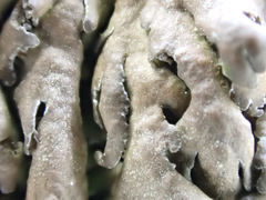Anaptychia runcinata