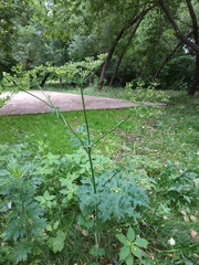 Heracleum sphondylium sibiricum