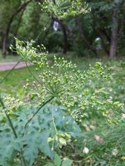 Heracleum sphondylium sibiricum