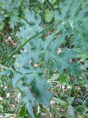 Heracleum sphondylium sibiricum