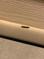 Leptocerus americanus