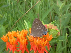 Satyrium caryaevorus