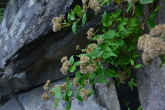 Eupatorium kiirunense