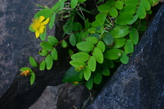 Hypericum formosanum