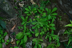 Crepidiastrum lanceolatum