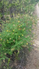 Astragalus propinquus