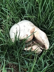 Agaricus bitorquis
