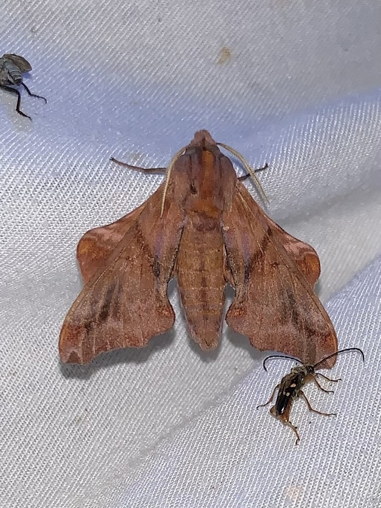 Small-eyed Sphinx from Sunglo Dr, Penticton, BC, CA on June 30, 2021 at ...
