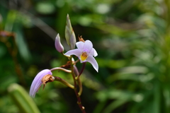 Bletilla formosana