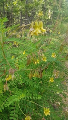 Astragalus propinquus