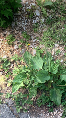 Plantago major
