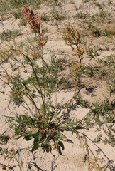 Rumex acetosa