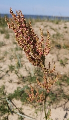Rumex acetosa