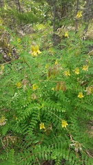 Astragalus propinquus