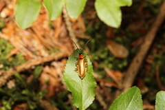 Rhagonycha nigriceps