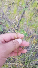 Helictochloa hookeri