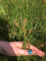 Juncus gerardii gerardii