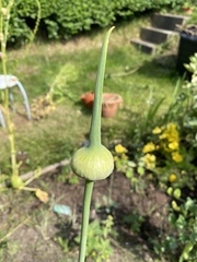 Allium