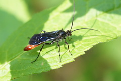 Thyrateles lugubrator