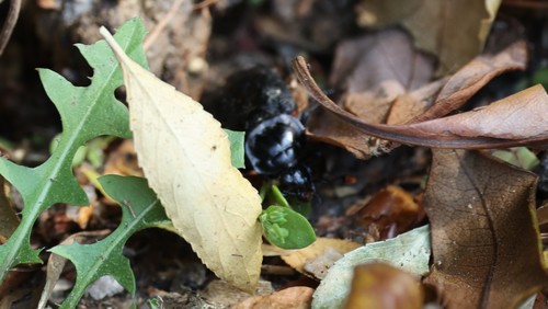 photo of Black Burying Beetle (Nicrophorus nigrita)