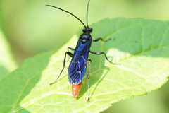 Thyrateles lugubrator