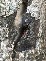 Dolichomitus imperator